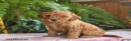 Mini Goldendoodle dogs for sale: Finley  - Ad 2