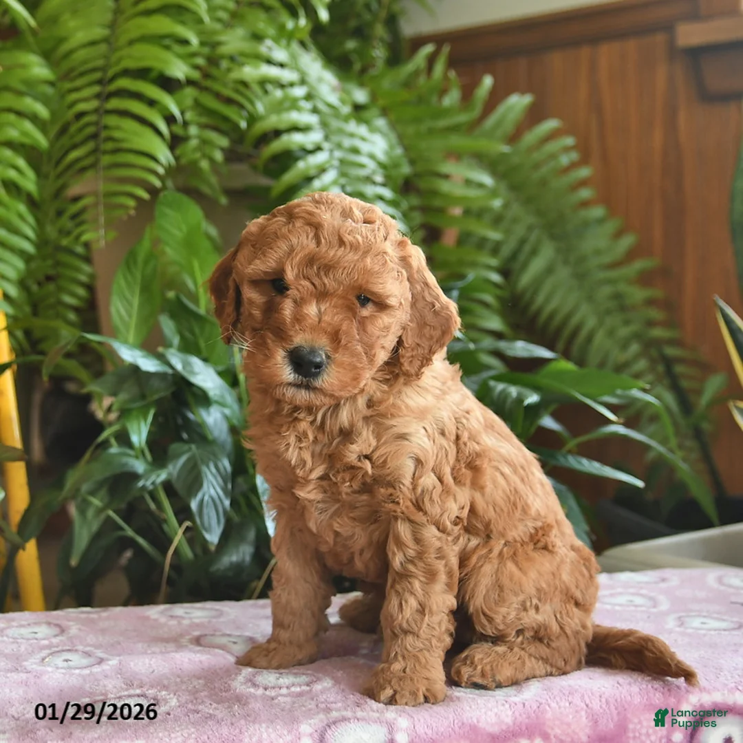Mini Goldendoodle dogs for sale: Finley  - Ad 2