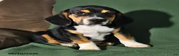 Beabull dogs for sale: Rover - Ad 3