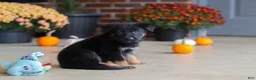 German Shepherd dogs for sale: Matthias - Ad 8