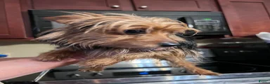 Yorkshire Terrier Puppy 2
