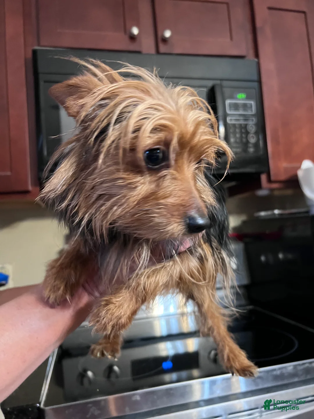 Yorkshire Terrier dogs for sale: Yorkshire Terrier Puppy 2 - Ad 1
