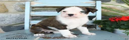 Boxer dogs for sale: Bristol - Ad 4