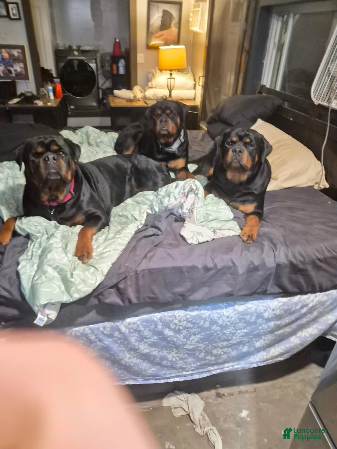 Rottweiler dogs for sale: Rottweiler 2 - Ad 7