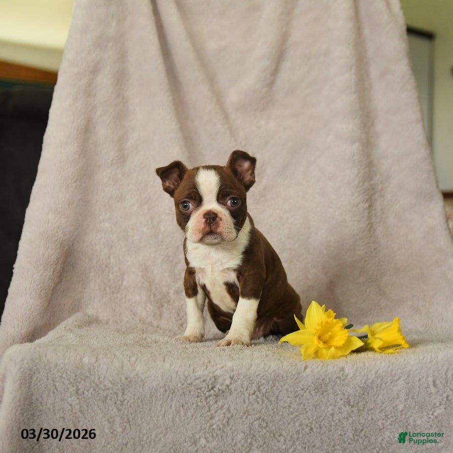 Boston Terrier dogs Dexter - Ad 1