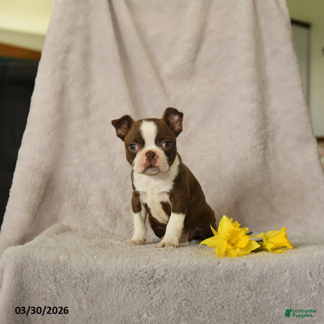 Boston Terrier dogs for sale: Dexter - Ad 1