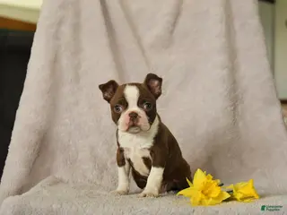 Boston Terrier dogs for sale: Dexter - Ad 1