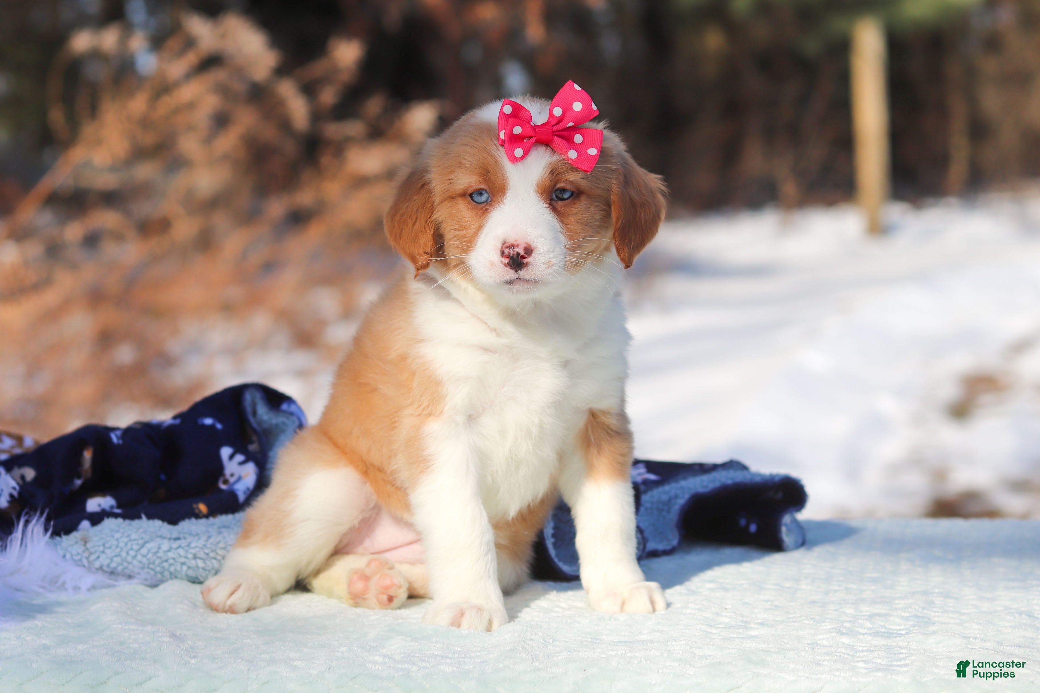 Mini Bernedoodle dogs Charlotte - Ad 1