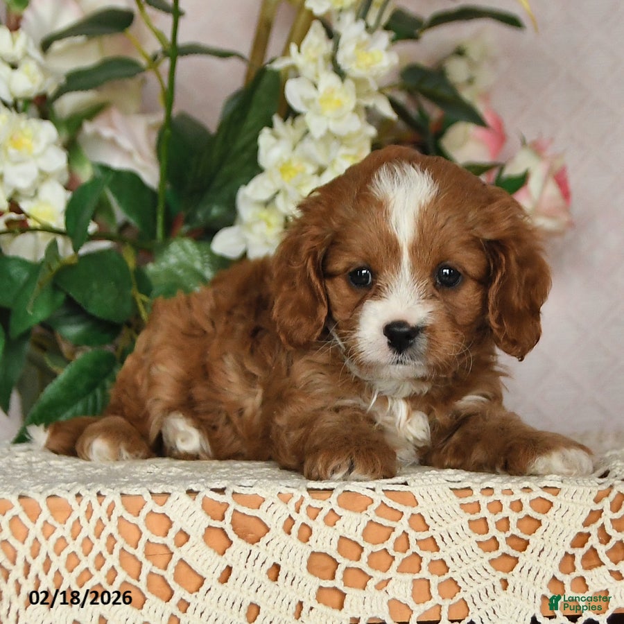 Cavapoo dogs Kathryn - Ad 2