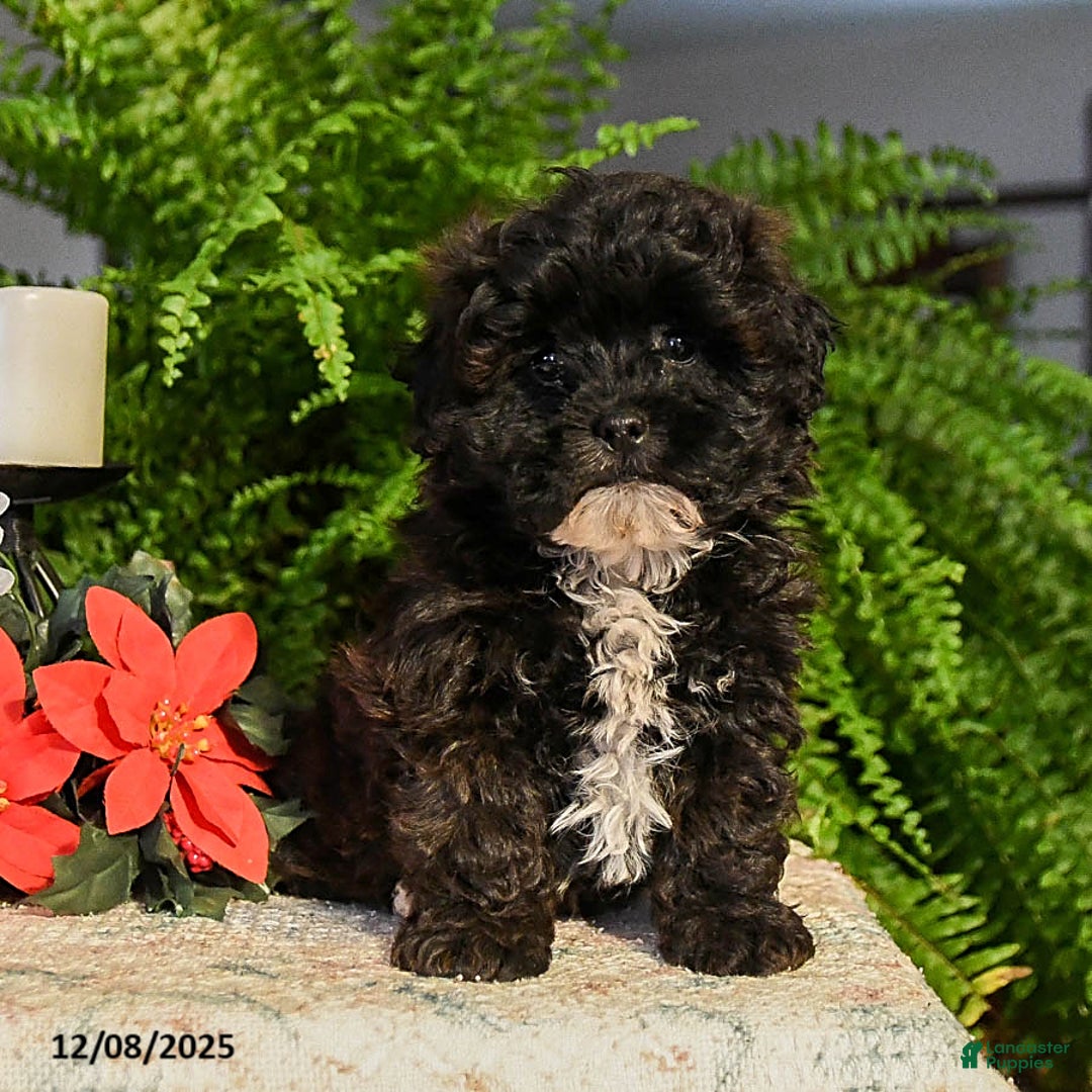 Shihpoo dogs for sale: Chocolate Crinkle  - Ad 2