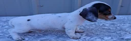 Miniature Dachshund dogs for sale: Archie - Ad 6