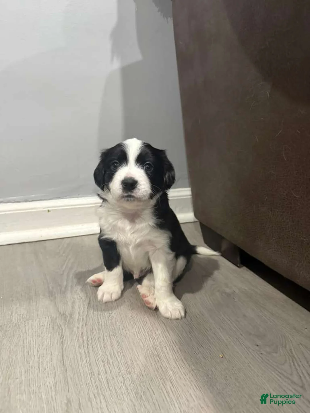 Mixed Breed dogs for sale: Panda - Ad 2