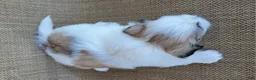 Teddy Bear dogs for sale: Levi  - Ad 4