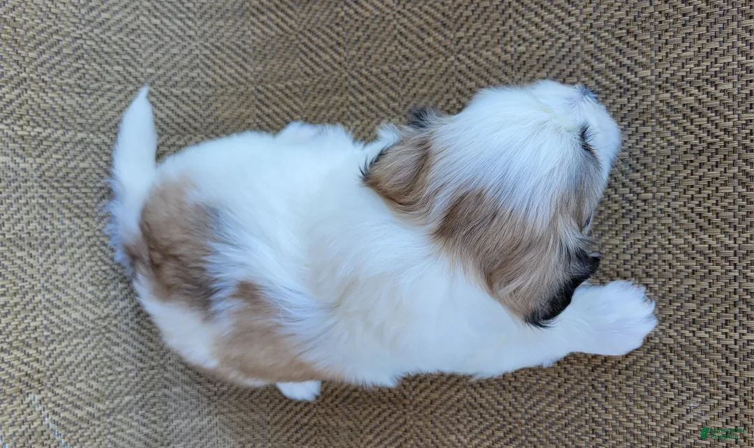 Teddy Bear dogs for sale: Levi  - Ad 4