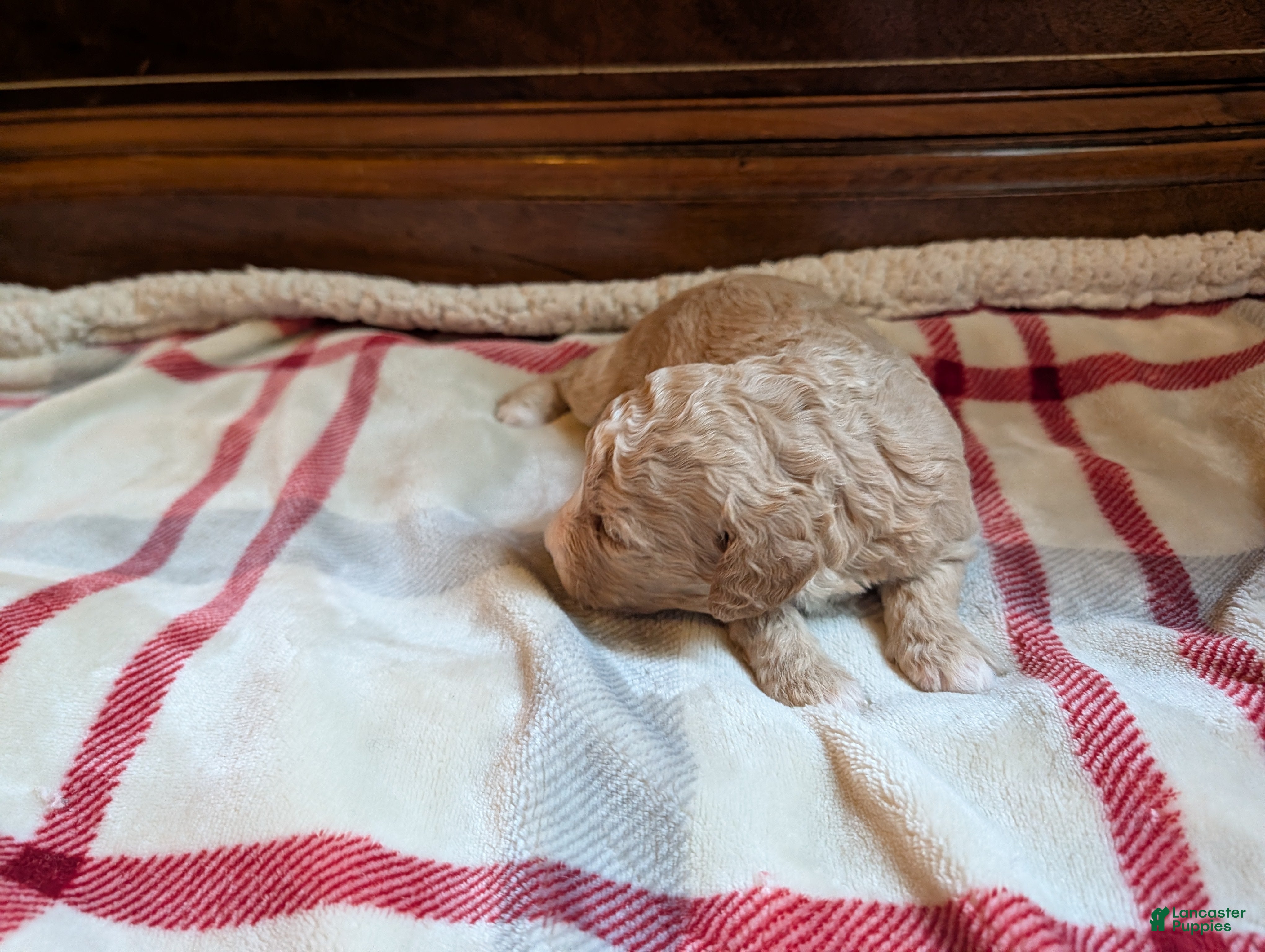 Mini Goldendoodle dogs Shelby - Ad 2