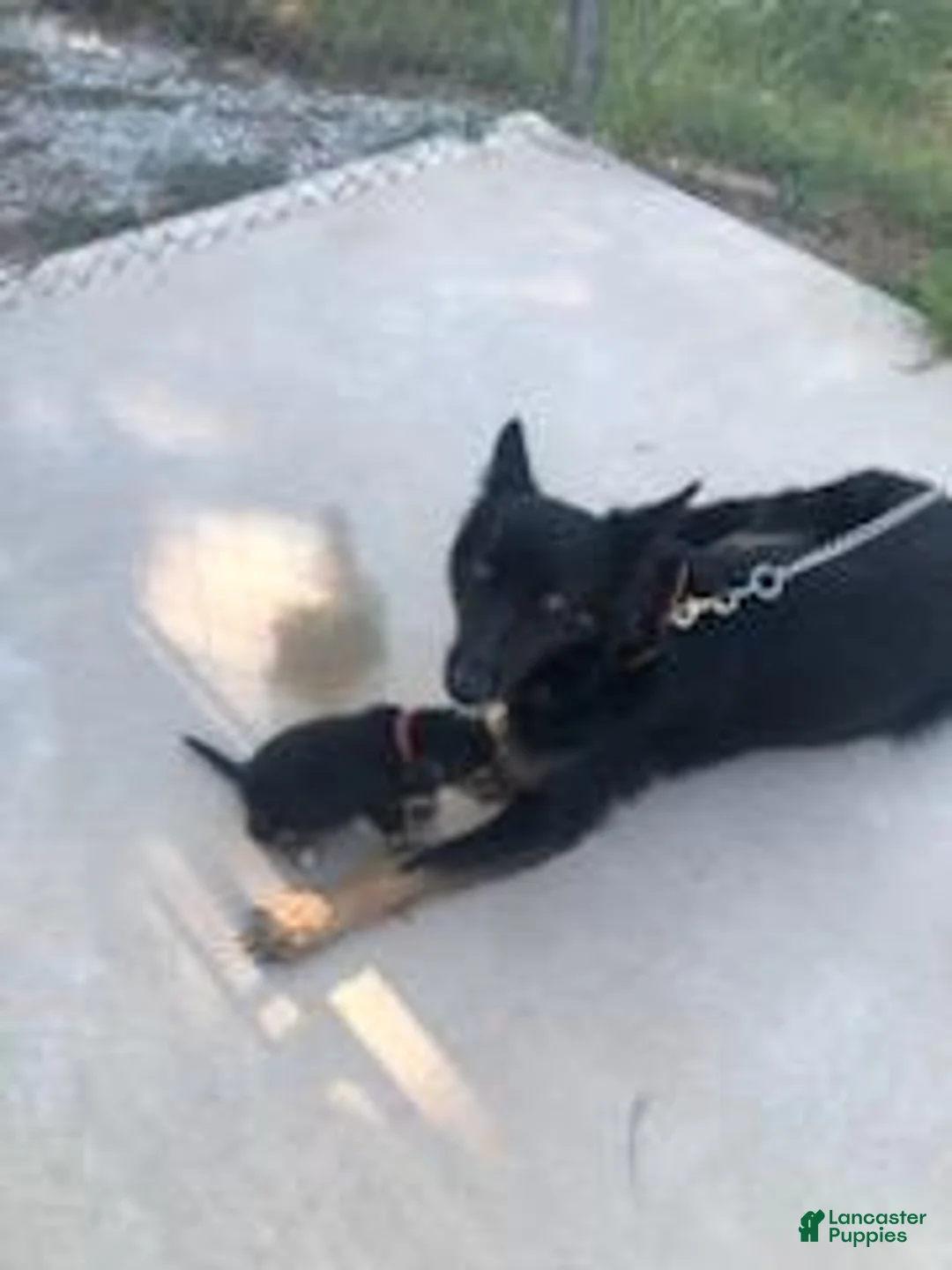 Mixed Breed dogs for sale: Girl 2 - Ad 3