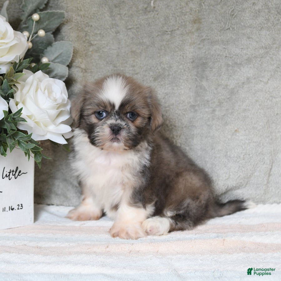 Quinella Shih Tzu for sale in Ronks | Lancaster Puppies