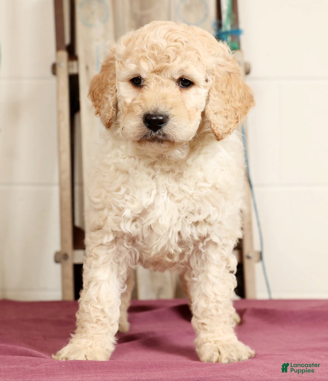 Labradoodle dogs for sale: Gunner - Ad 4