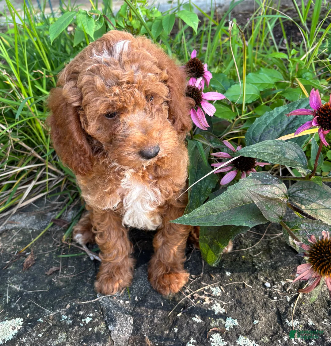 Miniature Poodle dogs for sale: Tinker - Ad 1