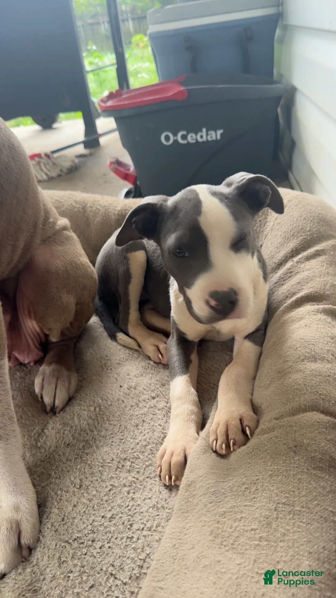 American Pit Bull Terrier dogs for sale: American Pit Bull Terrier 7 - Ad 2