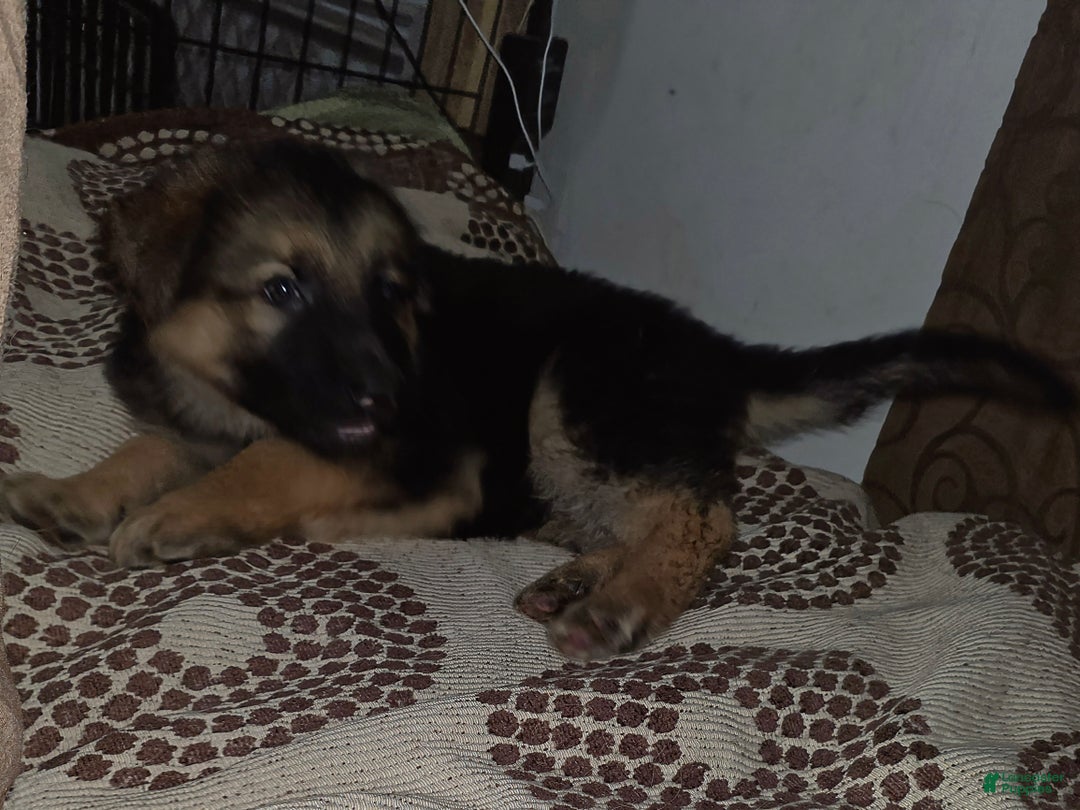 German Shepherd dogs for sale: Ace (2) - Ad 7