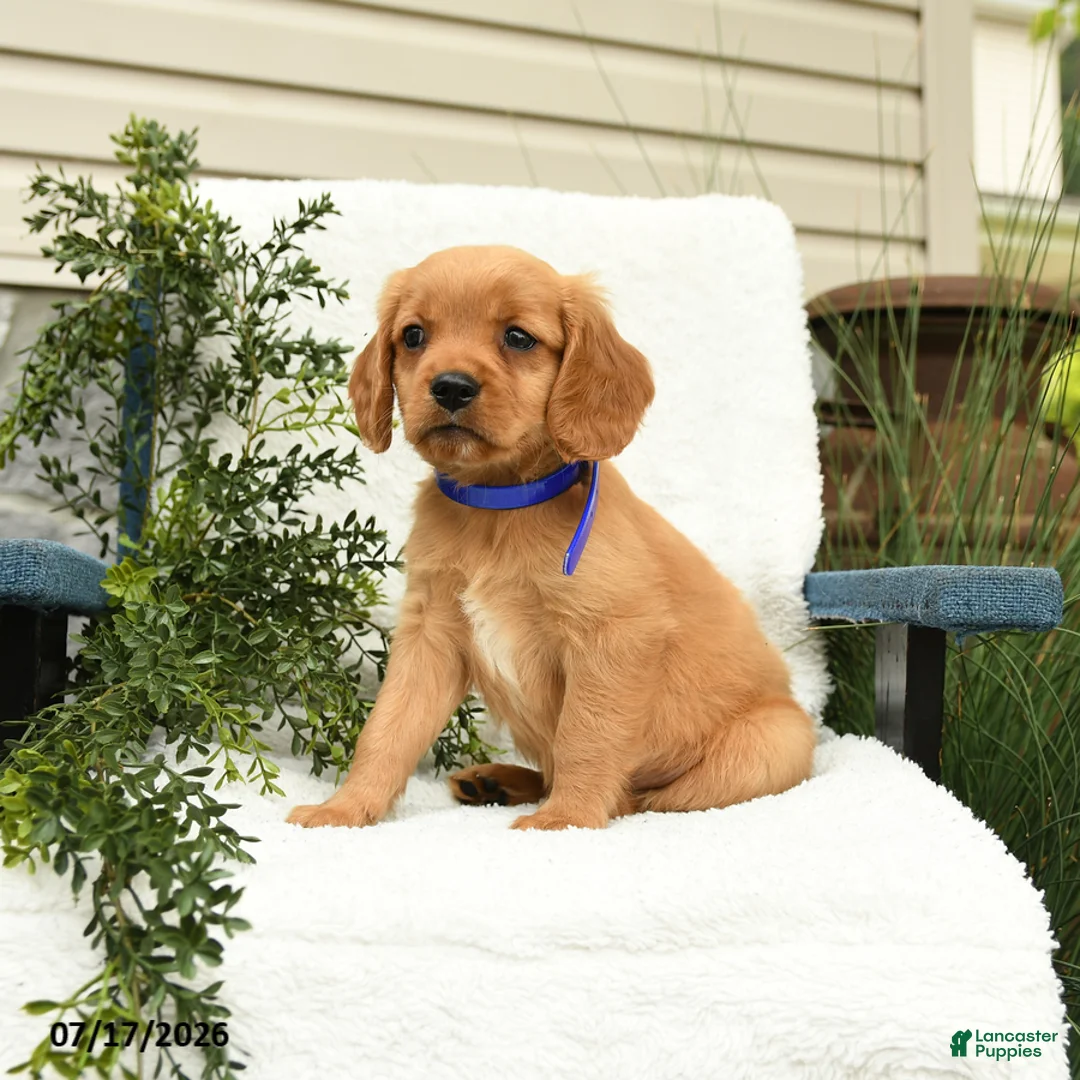 Miniature Golden Retriever dogs for sale: Skittles - Ad 1