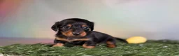 Miniature Dachshund dogs for sale: AKC Vinnie LH Parents DNA Clear & CHIC choc carrier  - Ad 7