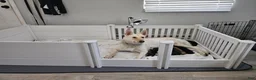 Gerberian Shepsky dogs for sale: Leif - Ad 22