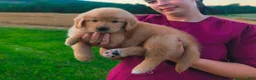 Golden Retriever dogs for sale: Katalina - Ad 2