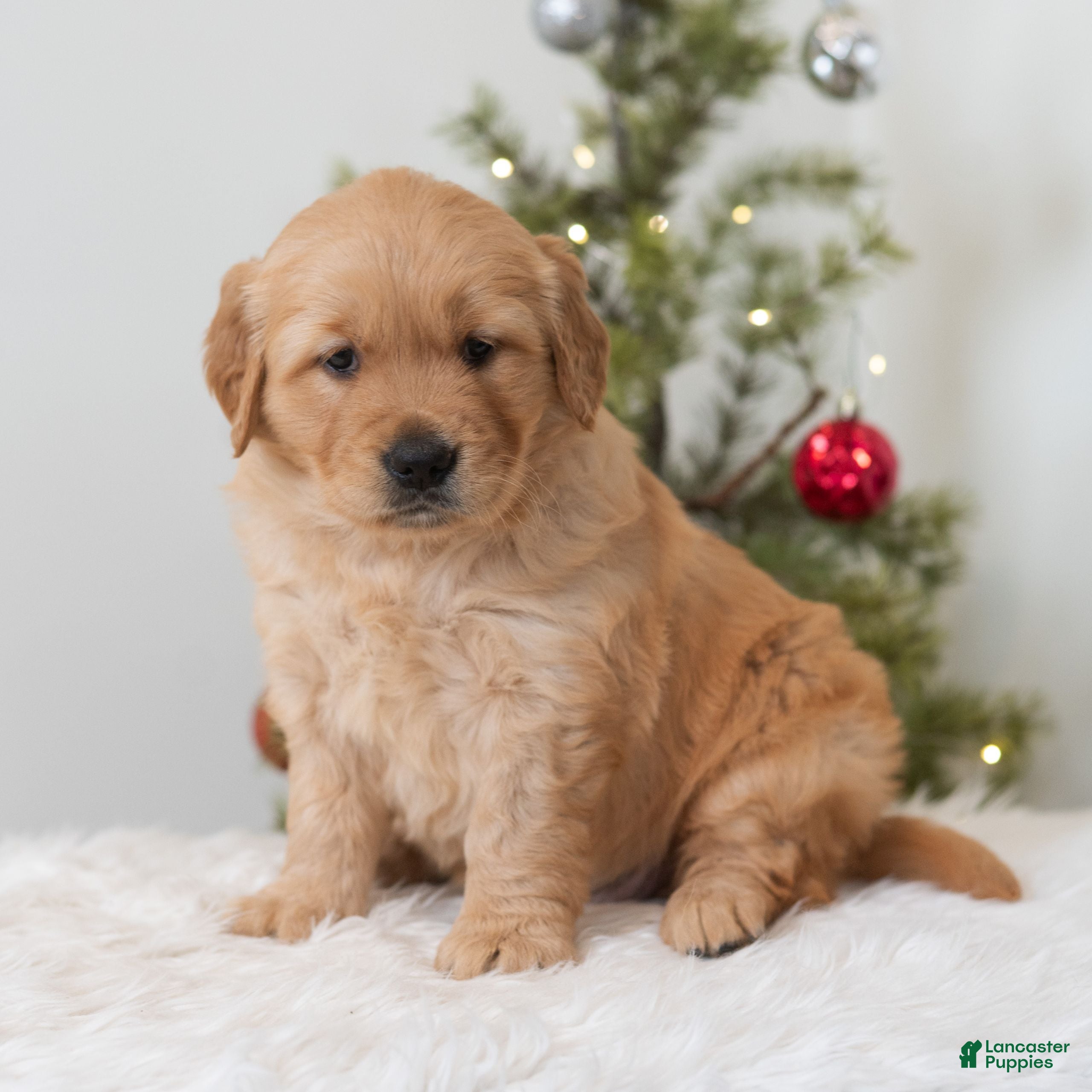 Golden Retriever dogs Hoho  - Ad 34