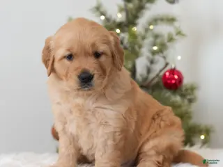 Golden Retriever dogs Halo - Ad 30