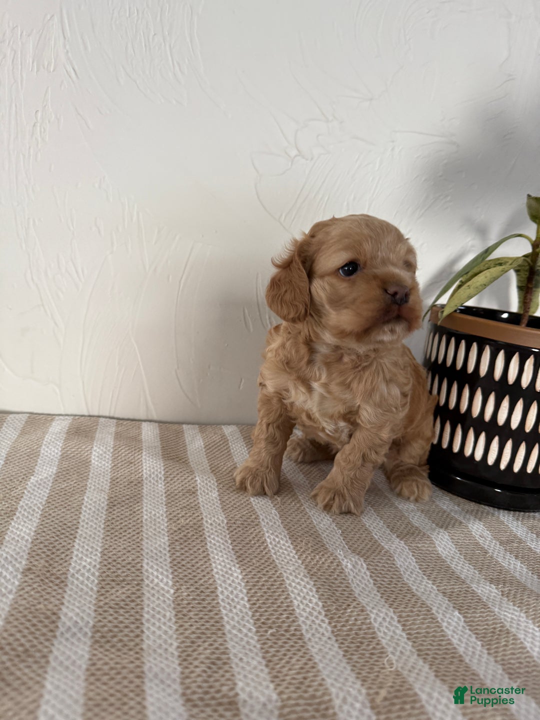 Cocker Spaniel dogs for sale: Daisy - Ad 8