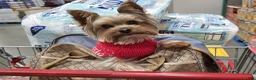 Yorkshire Terrier dogs for sale: Winston - Ad 10