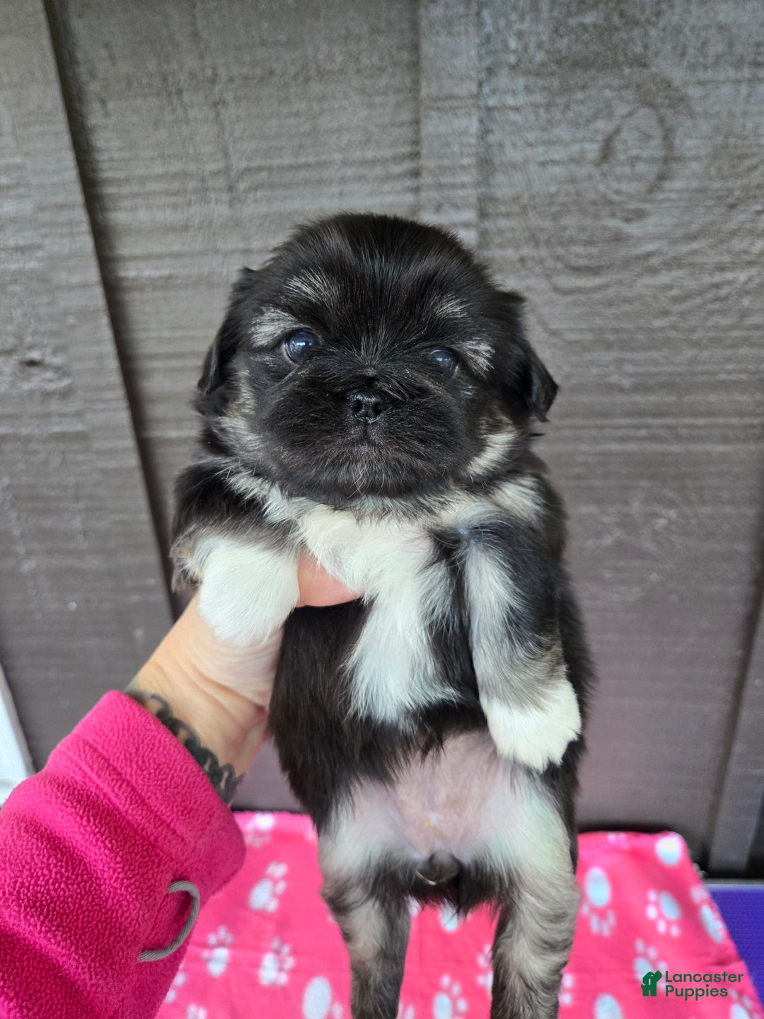Pekingese dogs for sale: Enid - Ad 4