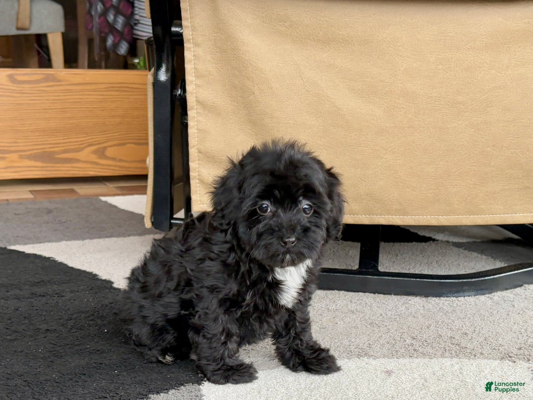 Havapoo dogs for sale: Havapoo Puppy 4 - Ad 6