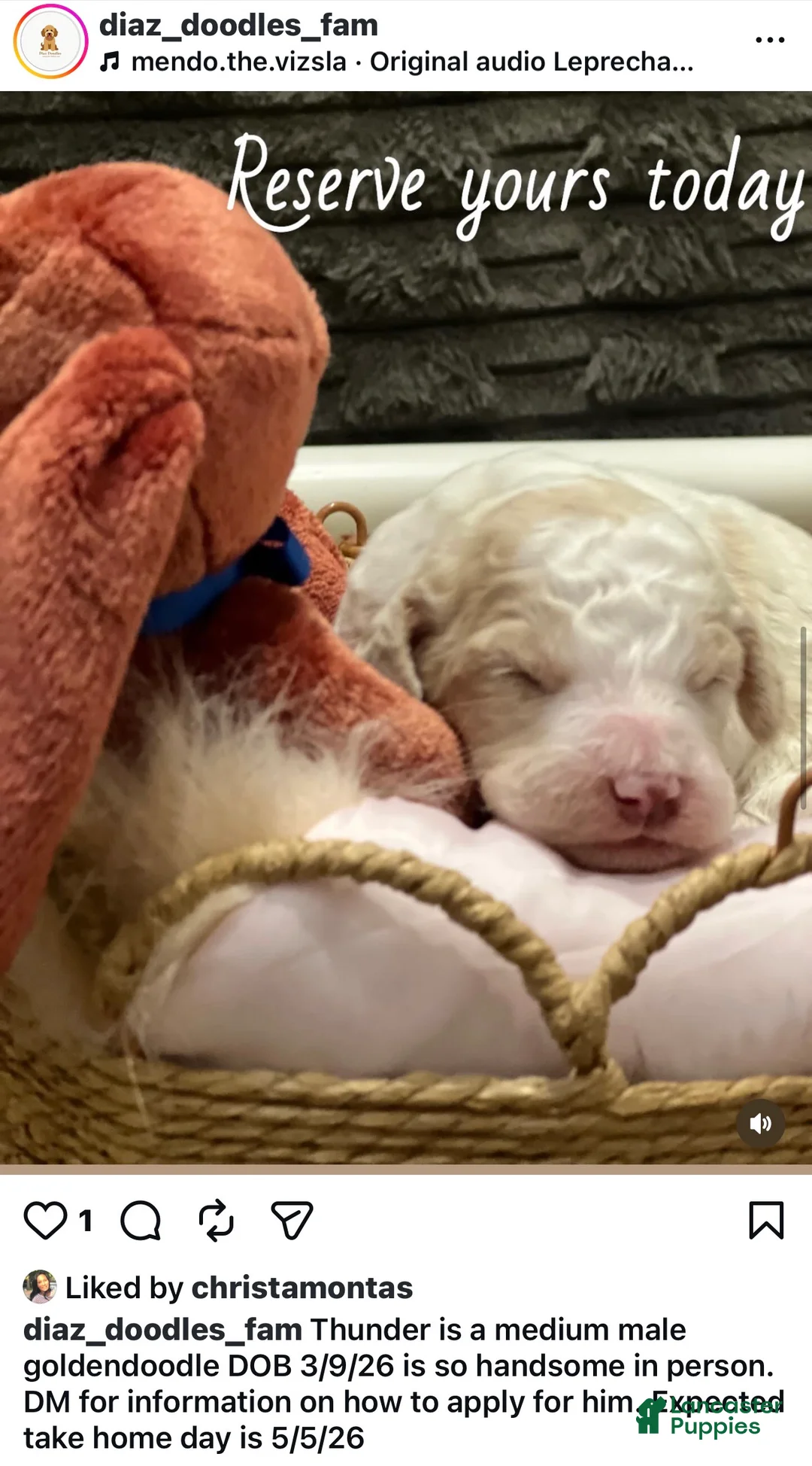 Goldendoodle dogs for sale: Thunder male blue collar  - Ad 1