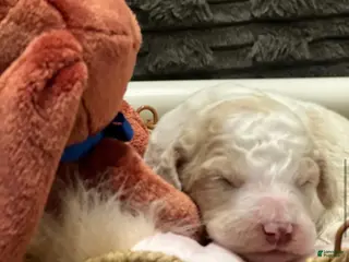 Goldendoodle dogs for sale: Thunder male blue collar - Ad 4