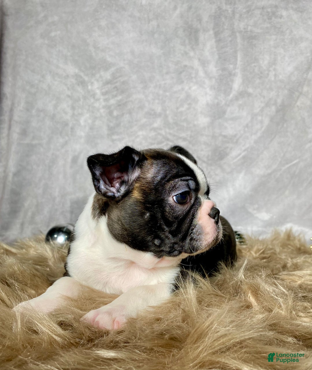 Boston Terrier dogs for sale: Nick  - Ad 5