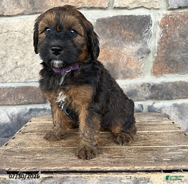 Whoodle dogs Melody - Ad 1