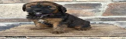 Whoodle dogs for sale: Melody - Ad 1