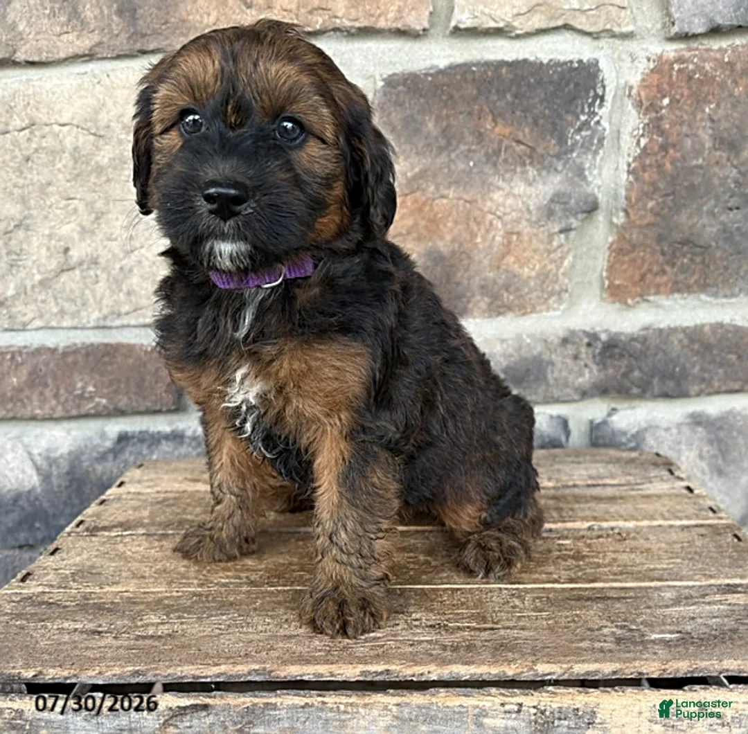 Whoodle dogs for sale: Melody - Ad 1