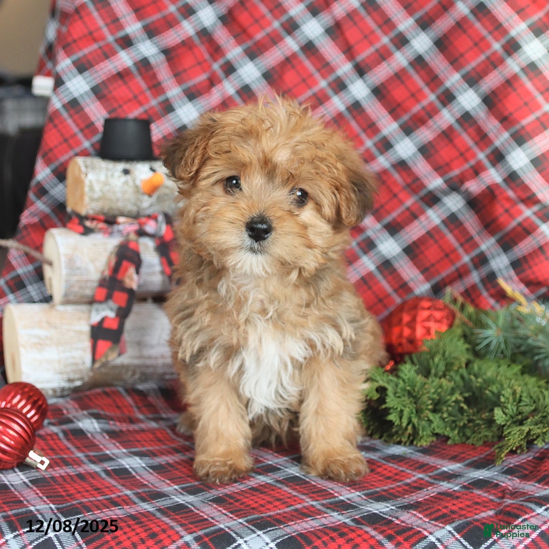 Yorkiepoo dogs for sale: Teddy Bear - Ad 1