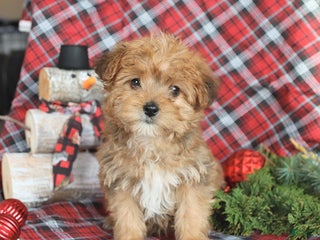 Yorkiepoo dogs Teddy Bear - Ad 2