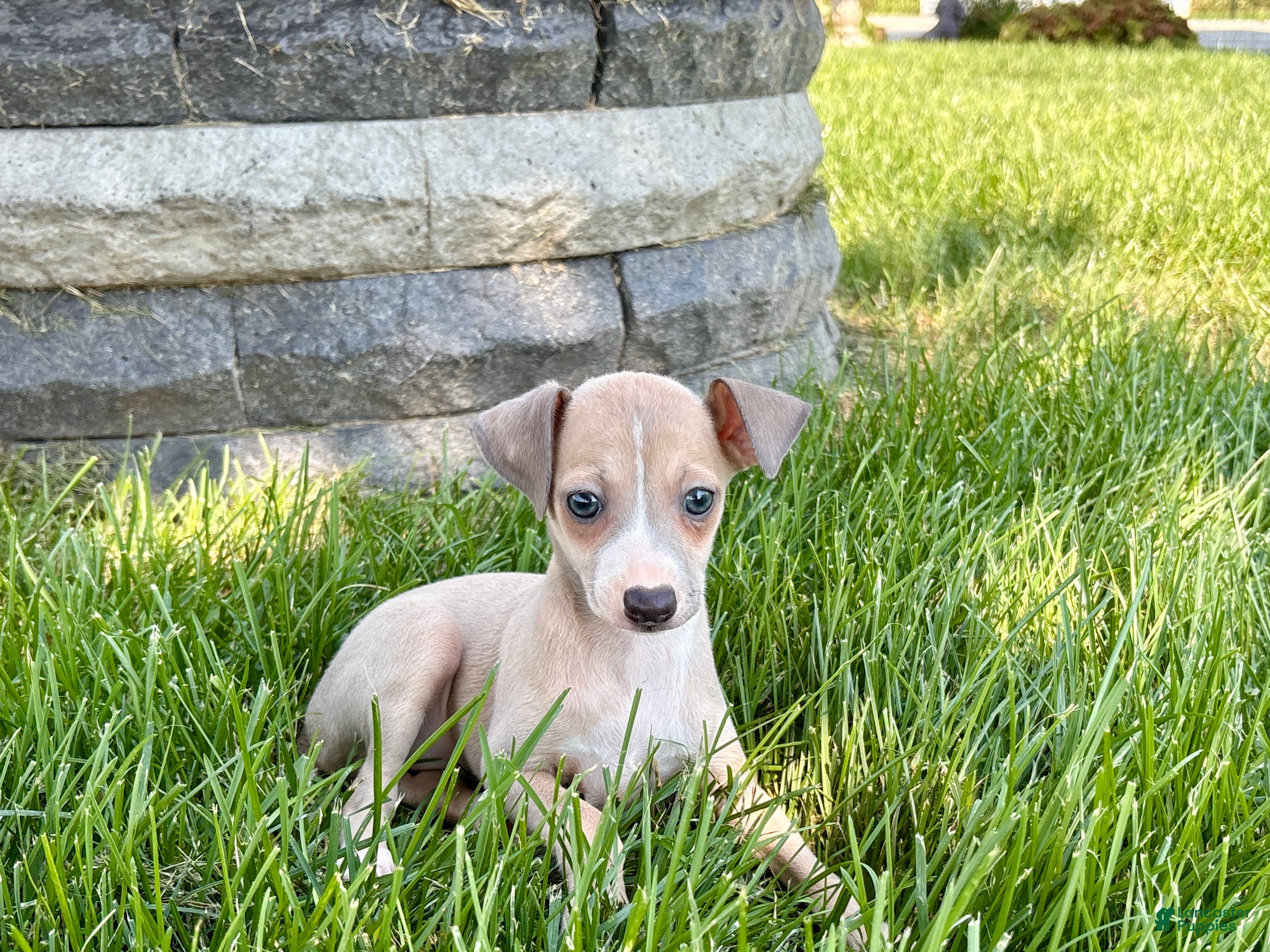 Italian Greyhound dogs Italian Greyhound female 1 fawn and white  - Ad 2