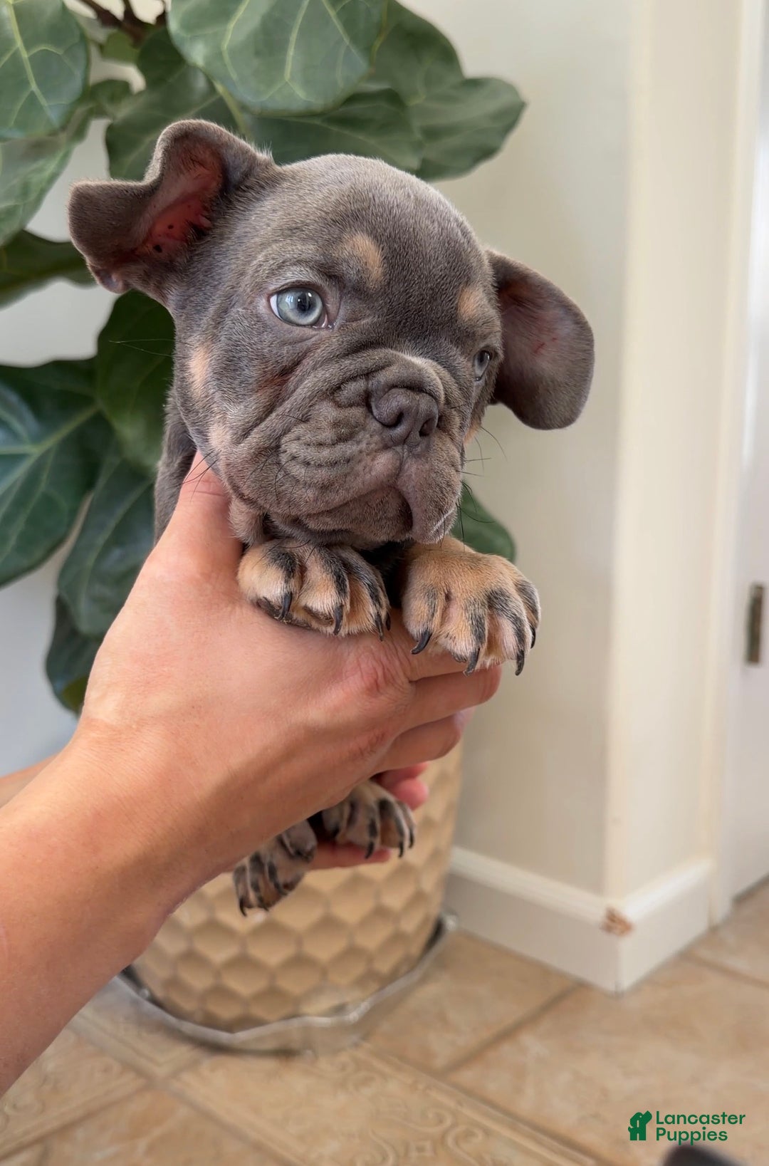 French Bulldog dogs for sale: Rex - Ad 5