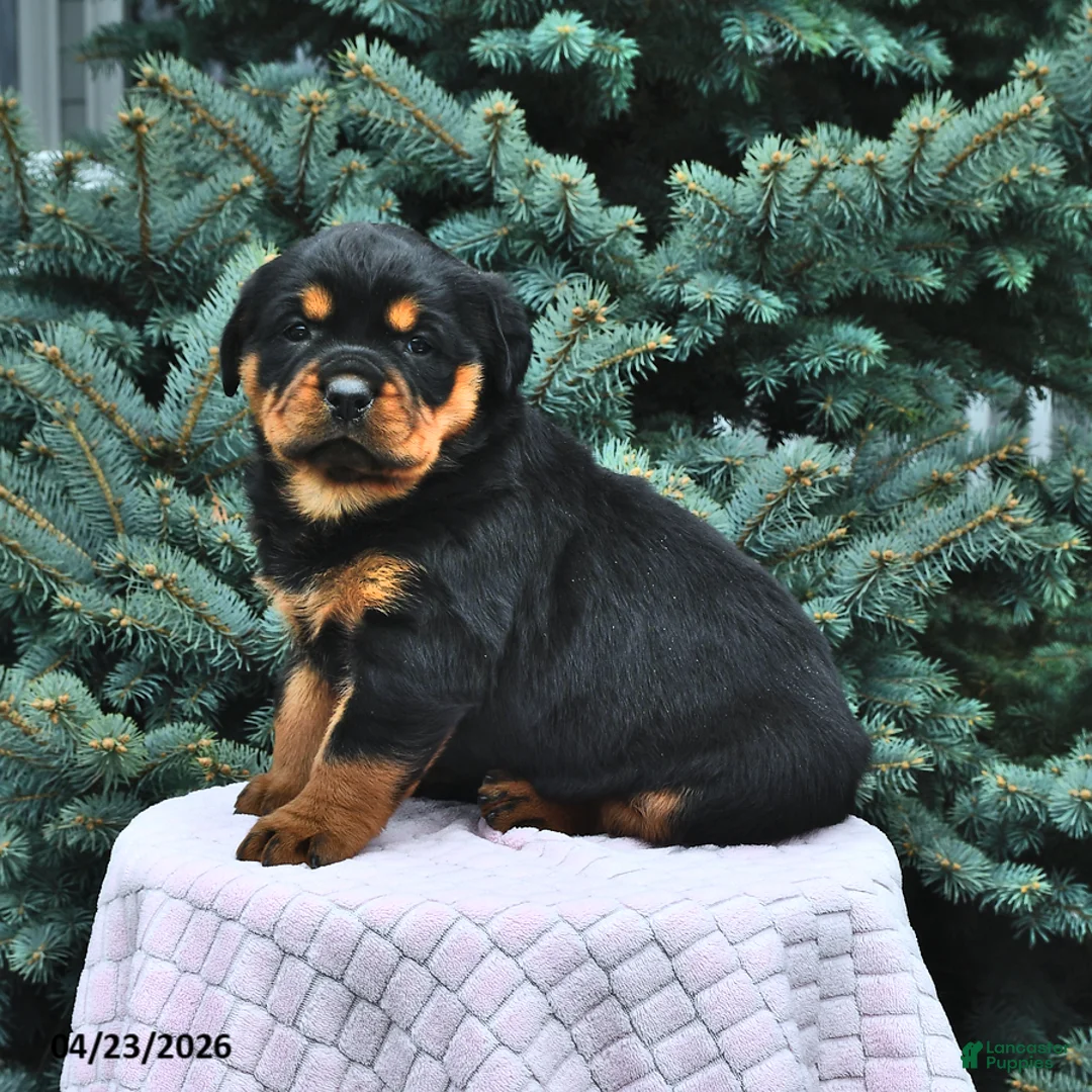 Rottweiler dogs for sale: Beatrix - Ad 1