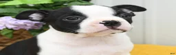 Boston Terrier dogs for sale: Birdie - Ad 4