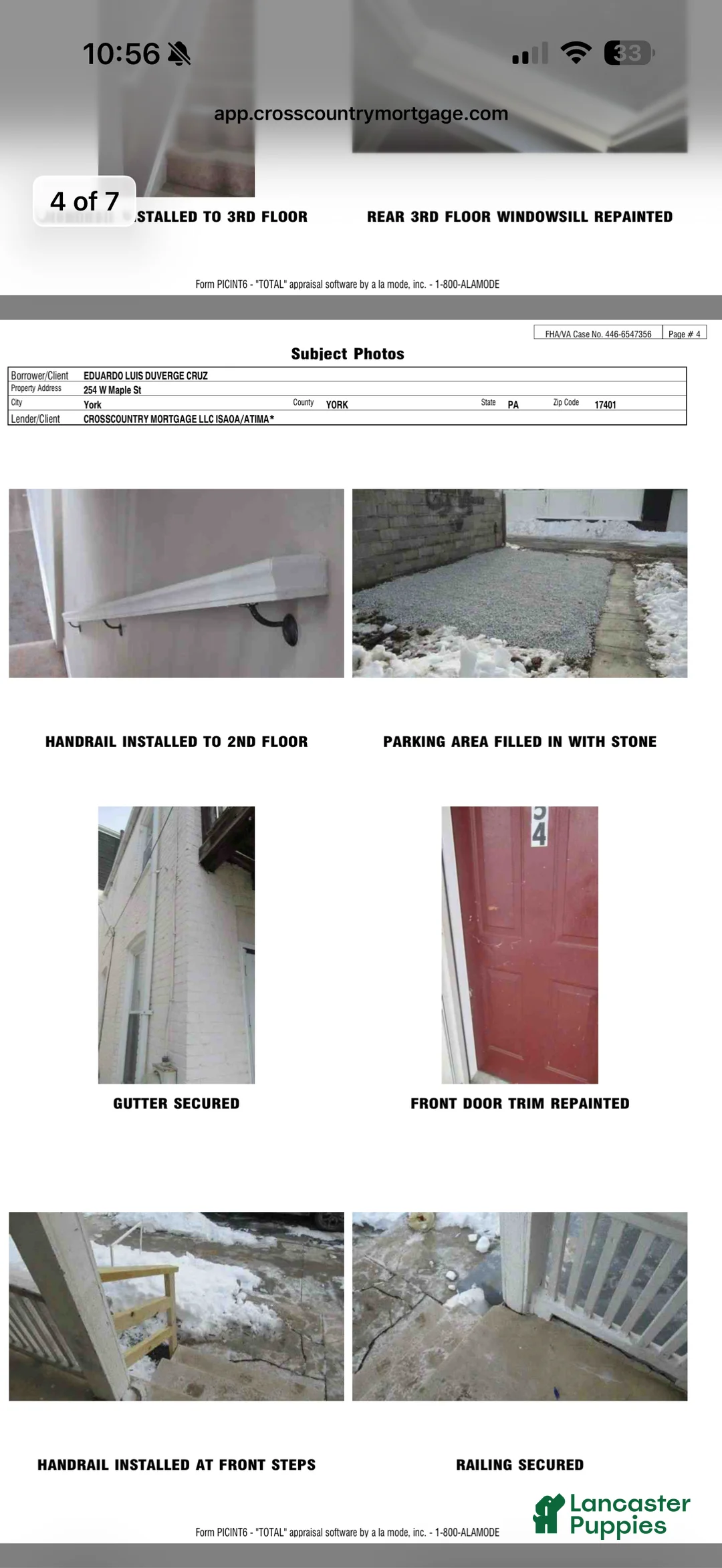 Yorkshire Terrier dogs for sale: Yorkshire Terrier Puppy 2 - Ad 5