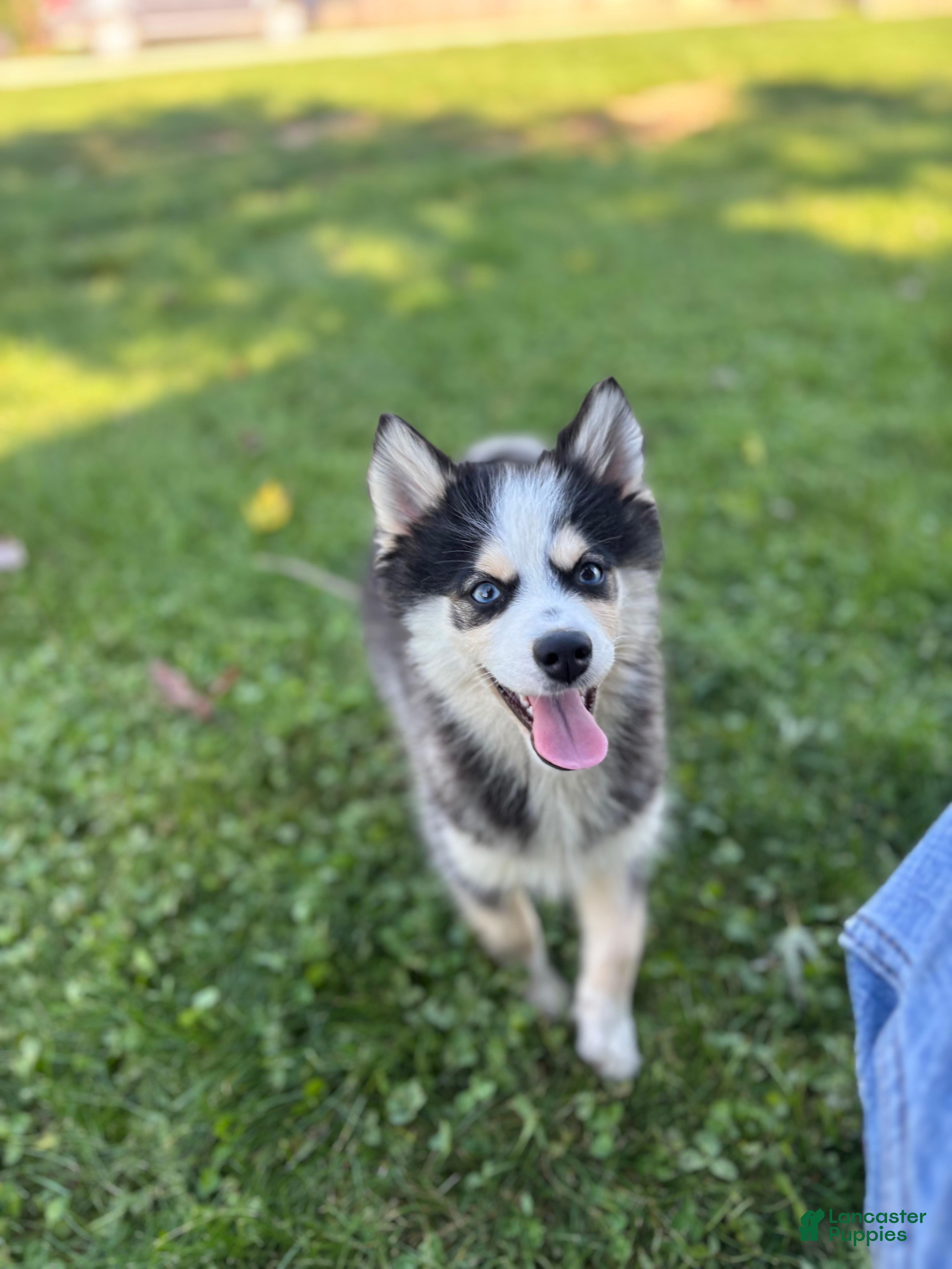 Pomsky dogs Doris - Ad 2