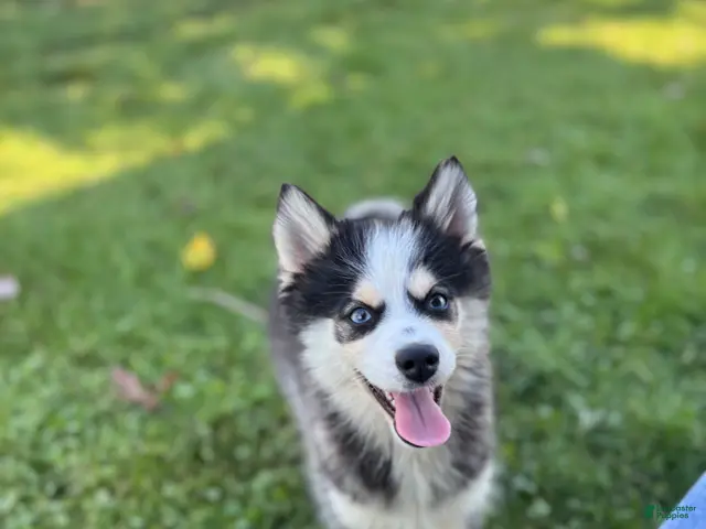 Pomsky dogs for sale: Doris - Ad 2